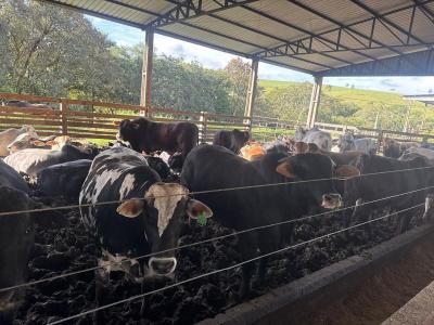 Consultores das Rações Coprossel acompanham de perto resultados da pecuária nas propriedades atendidas